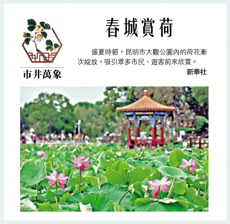 ?市井萬(wàn)象/春城賞荷