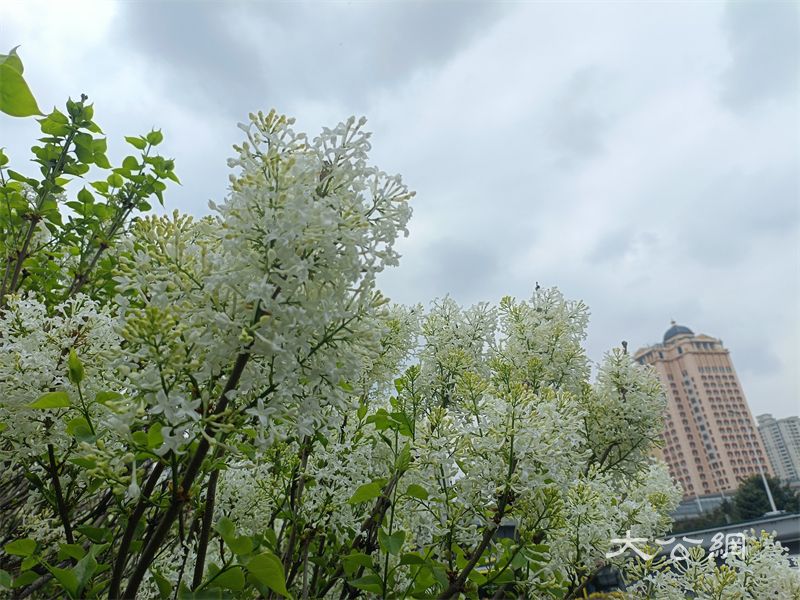 满城绽放织锦绣 热情浪漫塑城魂  丁香之城 是这样炼成的