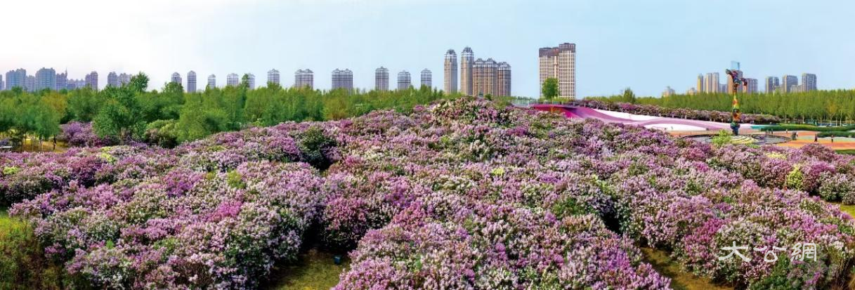 满城绽放织锦绣 热情浪漫塑城魂  丁香之城 是这样炼成的