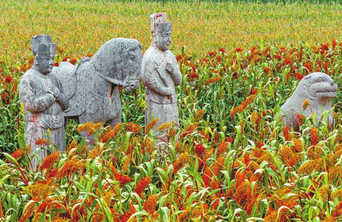 从宋陵到只有河南·戏剧幻城 中原大地上的两块高粱田