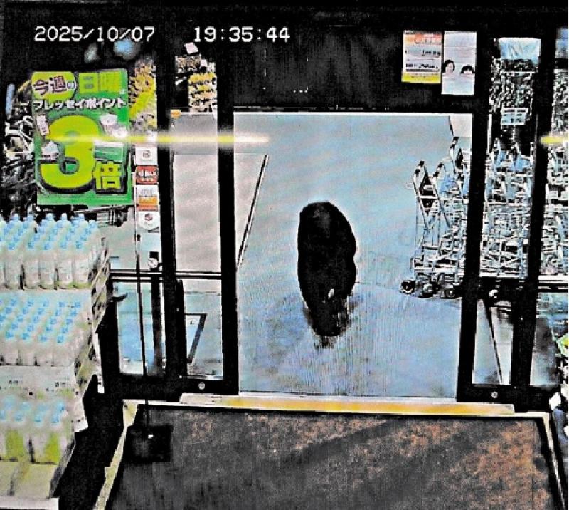 ﻿日本“熊害”氾滥 警方研用步枪猎熊