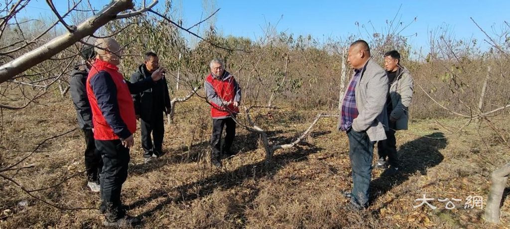 杞县：科技服务到田头 桃树修剪保丰收